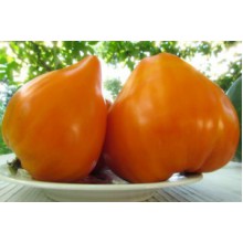 Редкие сорта томатов Немецкая Оранжевая клубника 